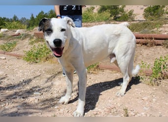 INK-freundlich, sanfter Riese, ruhig, ausgeglichener, angenehmer Begleiter sucht "Für-immer-Zuhause"