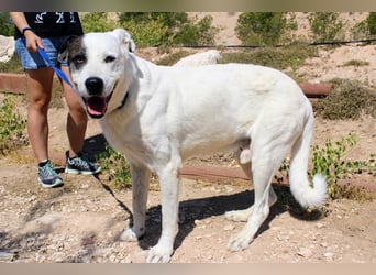 INK-freundlich, sanfter Riese, ruhig, ausgeglichener, angenehmer Begleiter sucht "Für-immer-Zuhause"