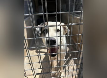 INK-freundlich, sanfter Riese, ruhig, ausgeglichener, angenehmer Begleiter sucht "Für-immer-Zuhause"