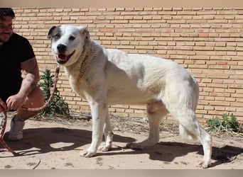 INK-freundlich, sanfter Riese, ruhig, ausgeglichener, angenehmer Begleiter sucht "Für-immer-Zuhause"