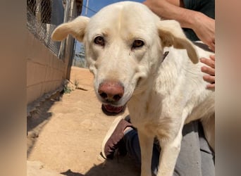 MOON-sanftes,gutmütiges Schmusemädchen mit großem Herzen sucht sehnsüchtig liebe "Für-immer-Familie"