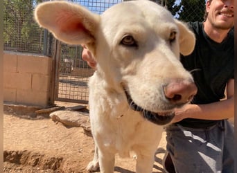 MOON-sanftes,gutmütiges Schmusemädchen mit großem Herzen sucht sehnsüchtig liebe "Für-immer-Familie"