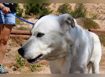 INK-freundlich, sanfter Riese, ruhig, ausgeglichener, angenehmer Begleiter sucht "Für-immer-Zuhause"