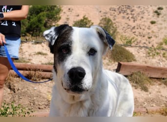 INK-freundlich, sanfter Riese, ruhig, ausgeglichener, angenehmer Begleiter sucht "Für-immer-Zuhause"