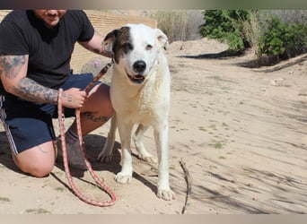 INK-freundlich, sanfter Riese, ruhig, ausgeglichener, angenehmer Begleiter sucht "Für-immer-Zuhause"