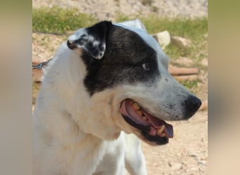 INK-freundlich, sanfter Riese, ruhig, ausgeglichener, angenehmer Begleiter sucht "Für-immer-Zuhause"