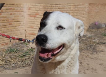 INK-freundlich, sanfter Riese, ruhig, ausgeglichener, angenehmer Begleiter sucht "Für-immer-Zuhause"