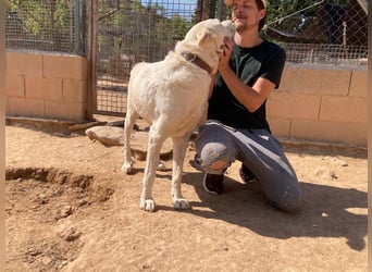 MOON-sanftes,gutmütiges Schmusemädchen mit großem Herzen sucht sehnsüchtig liebe "Für-immer-Familie"