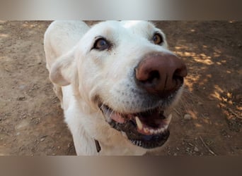 MOON-sanftes,gutmütiges Schmusemädchen mit großem Herzen sucht sehnsüchtig liebe "Für-immer-Familie"