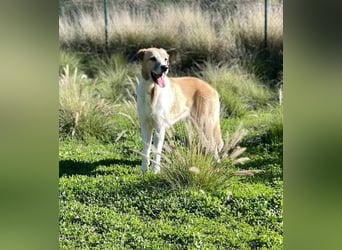 Imperia (Spanien) – eine wunderschöne Mastin-Hündin, die in ihrem neuen Zuhause aufblühen will