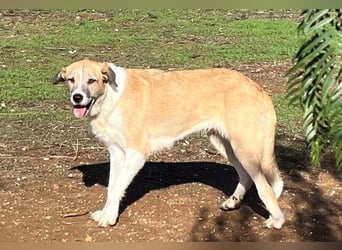 Imperia (Spanien) – eine wunderschöne Mastin-Hündin, die in ihrem neuen Zuhause aufblühen will