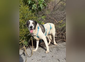 Nina (Spanien) – schüchterne Mastin-Hündin möchte dein Herz erobern