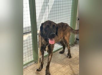 Hermés (Spanien) – sanfter Mastín-Mix sucht Zuhause mit Platz