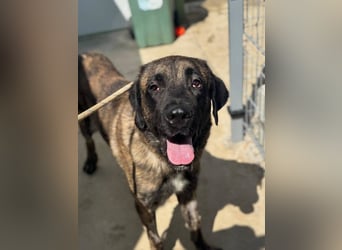 Hermés (Spanien) – sanfter Mastín-Mix sucht Zuhause mit Platz