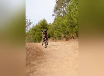 Hermés (Spanien) – sanfter Mastín-Mix sucht Zuhause mit Platz