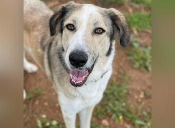 Lua (Spanien) - sanfte Riesenpfote sucht Herzensmenschen
