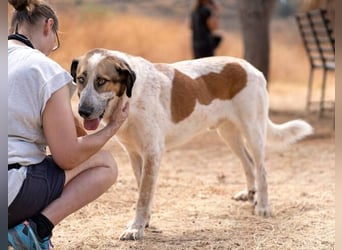 Turrón (Spanien) – wunderschöner Mastín sucht liebevolle Menschen