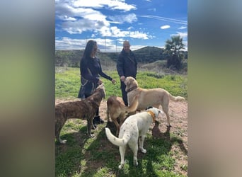 Big Ben (Spanien) – freundlicher Mastín-Riese mit goldenem Herzen sucht Zuhause