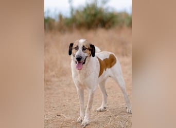 Turrón (Spanien) – wunderschöner Mastín sucht liebevolle Menschen