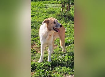 Imperia (Spanien) – eine wunderschöne Mastin-Hündin, die in ihrem neuen Zuhause aufblühen will