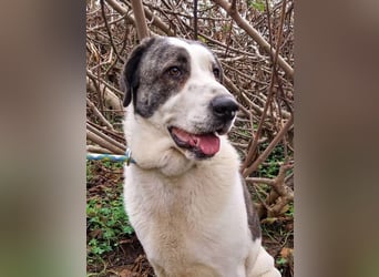 Nina (Spanien) – schüchterne Mastin-Hündin möchte dein Herz erobern