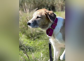 Imperia (Spanien) – eine wunderschöne Mastin-Hündin, die in ihrem neuen Zuhause aufblühen will