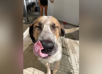 Turrón (Spanien) – wunderschöner Mastín sucht liebevolle Menschen