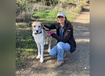 Imperia (Spanien) – eine wunderschöne Mastin-Hündin, die in ihrem neuen Zuhause aufblühen will