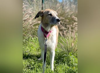 Imperia (Spanien) – eine wunderschöne Mastin-Hündin, die in ihrem neuen Zuhause aufblühen will