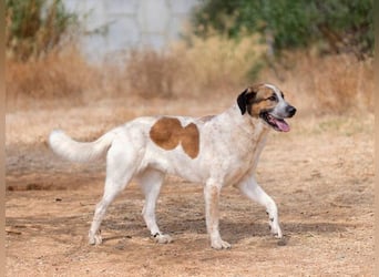 Turrón (Spanien) – wunderschöner Mastín sucht liebevolle Menschen