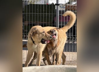 Big Ben (Spanien) – freundlicher Mastín-Riese mit goldenem Herzen sucht Zuhause