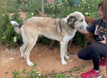 Lua (Spanien) - sanfte Riesenpfote sucht Herzensmenschen