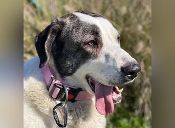 Nina (Spanien) – schüchterne Mastin-Hündin möchte dein Herz erobern