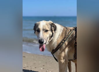 Lua (Spanien) - sanfte Riesenpfote sucht Herzensmenschen