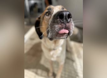 Turrón (Spanien) – wunderschöner Mastín sucht liebevolle Menschen