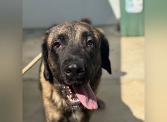 Hermés (Spanien) – sanfter Mastín-Mix sucht Zuhause mit Platz