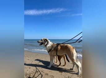 Lua (Spanien) - sanfte Riesenpfote sucht Herzensmenschen
