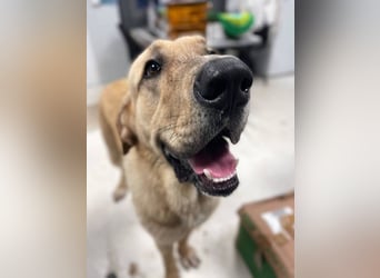 Big Ben (Spanien) – freundlicher Mastín-Riese mit goldenem Herzen sucht Zuhause