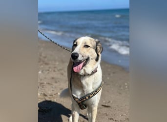 Lua (Spanien) - sanfte Riesenpfote sucht Herzensmenschen