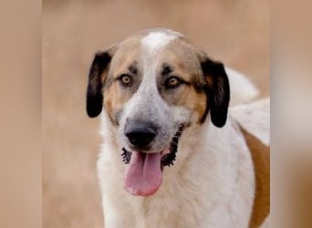 Turrón (Spanien) – wunderschöner Mastín sucht liebevolle Menschen