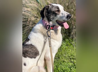 Nina (Spanien) – schüchterne Mastin-Hündin möchte dein Herz erobern