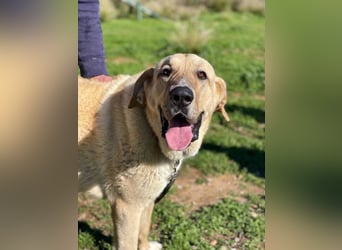 Big Ben (Spanien) – freundlicher Mastín-Riese mit goldenem Herzen sucht Zuhause