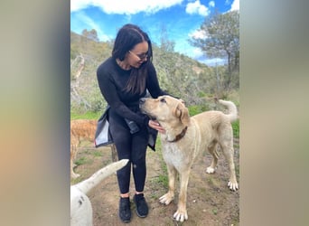 Big Ben (Spanien) – freundlicher Mastín-Riese mit goldenem Herzen sucht Zuhause