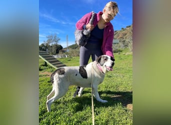 Nina (Spanien) – schüchterne Mastin-Hündin möchte dein Herz erobern