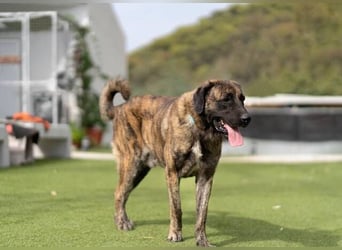 Hermés (Spanien) – sanfter Mastín-Mix sucht Zuhause mit Platz