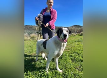 Nina (Spanien) – schüchterne Mastin-Hündin möchte dein Herz erobern