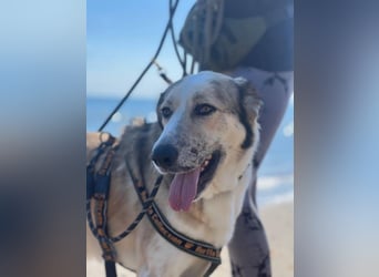 Lua (Spanien) - sanfte Riesenpfote sucht Herzensmenschen