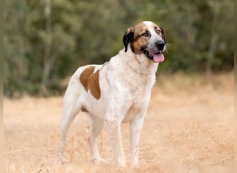 Turrón (Spanien) – wunderschöner Mastín sucht liebevolle Menschen