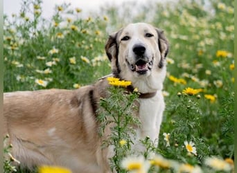 Lua (Spanien) - sanfte Riesenpfote sucht Herzensmenschen