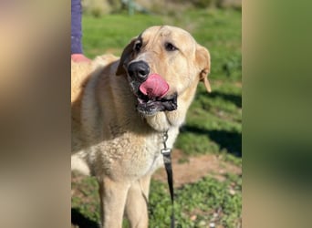 Big Ben (Spanien) – freundlicher Mastín-Riese mit goldenem Herzen sucht Zuhause